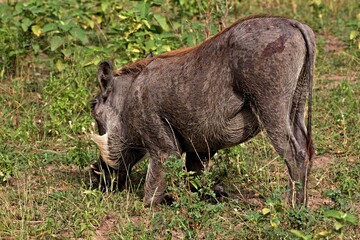 Common warthog (Phacochoerus africanus). Nyerere National Park. Tanzania. Africa.