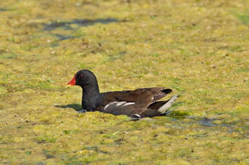 Common Moorhen (Gallinula chloropus) in park, Keil, Schleswig-Holstein, Germany