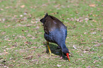 Common Moorhen (Gallinula chloropus) in park, Keil, Schleswig-Holstein, Germany