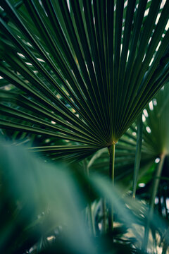 Palmera, textura de ojas