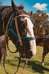Caballo
