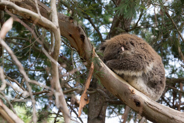 Koala (Phascolarctos cinereus) resting and sleeping on a tree, in Koala Conservation Centre on...