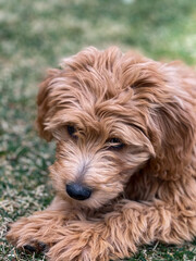 Golden doodle puppy