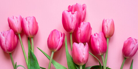 Fresh tulip flowers on a pink background. Bright spring background.