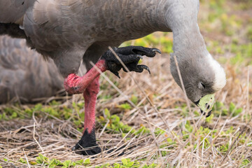 Cape Barren Goose or Cereopsis novaehollandiae scratches his head with his paws, from Phillip Island