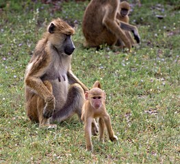 Yellow Baboon (Papio cynocephalus). Nyerere National Park. Tanzania. Africa.