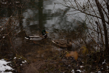 Duck in the winter lake