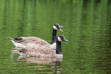 Obraz premium Canada Geese (Branta canadensis) in park, Keil, Schleswig-Holstein, Germany