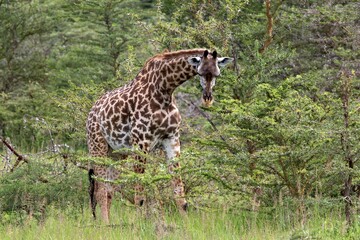 Masai Giraffe (Giraffa camelopardalis). Nyerere National Park. Tanzania. Africa.