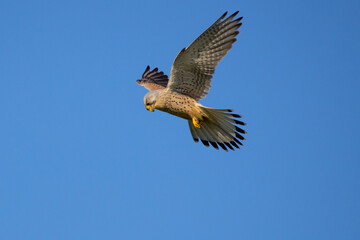 falcon watching out for prey