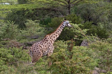 Masai Giraffe (Giraffa camelopardalis). Nyerere National Park. Tanzania. Africa.