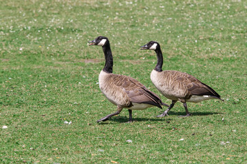 Canada Geese (Branta canadensis) in park, Keil, Schleswig-Holstein, Germany