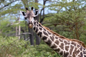Masai Giraffe (Giraffa camelopardalis). Nyerere National Park. Tanzania. Africa.