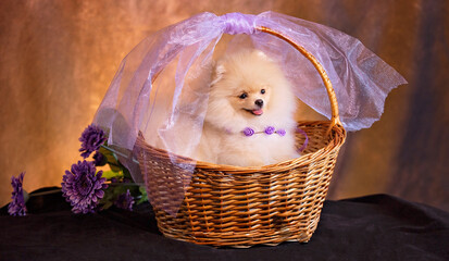 gift in the basket-a white fluffy puppy