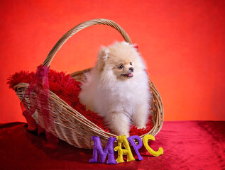 a puppy on a red background sits in a basket