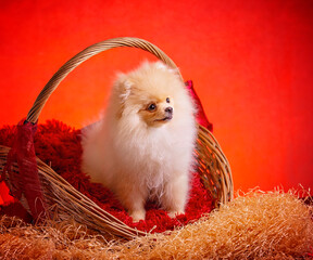 a white fluffy puppy on a red background sits in a basket as a gift