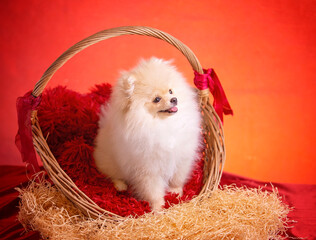 a white fluffy puppy on a red background sits in a basket