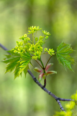 Acer platanoides Norway maple tree branches in bloom, springtime bright color green yellow flowering plant