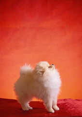 a white fluffy puppy on a red background stands