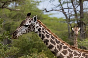 Masai Giraffe (Giraffa camelopardalis). Nyerere National Park. Tanzania. Africa.