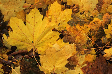 Autumn yellow maple leaves background