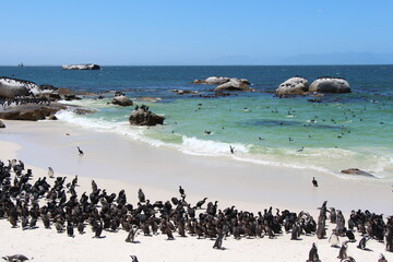 Fototapeta na wymiar penguins in simons town in south africa