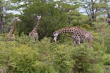 Masai Giraffe (Giraffa camelopardalis). Nyerere National Park. Tanzania. Africa.