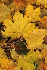 Autumn yellow maple leaves background