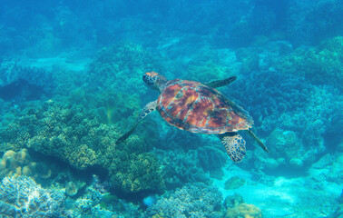 Naklejka na ściany i meble Sea turtle photo in coral landscape. Tropical seashore diving banner template. Summer vacation travel. Marine animal in natural environment. Olive green turtle undersea in coral reef. Ocean nature