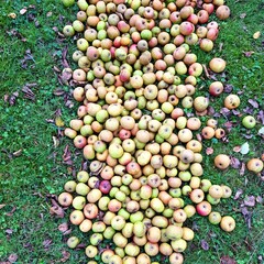 green and yellow apples on the grass