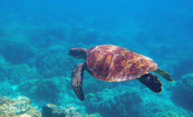 Sea turtle photo underwater. Tropical seashore diving banner template. Summer vacation travel card. Marine animal in natural environment. Olive green turtle undersea in coral reef. Oceanic nature