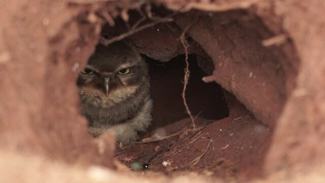 Burrowing owl chick resting inside nest with grumpy face looking to the front and blinking in slow motion