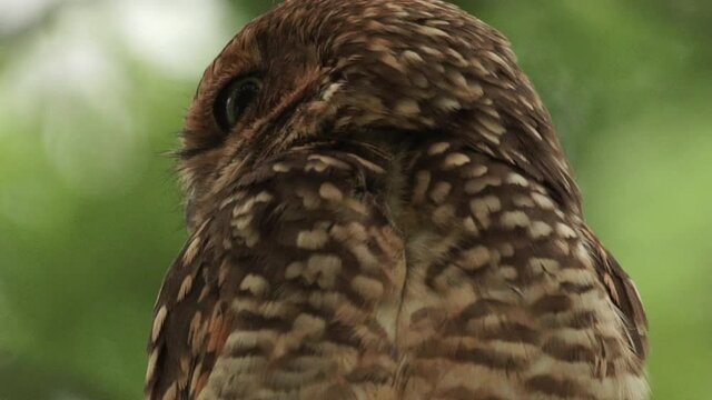 Burrowing owl moving and twisting head to the sides with very flexible neck in slow motion