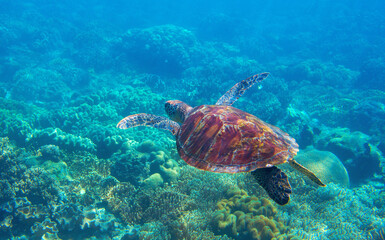 Naklejka na ściany i meble Sea turtle photo in corals. Tropical seashore diving banner template. Summer vacation travel card. Marine animal in natural environment. Olive green turtle undersea in coral reef. Oceanic nature