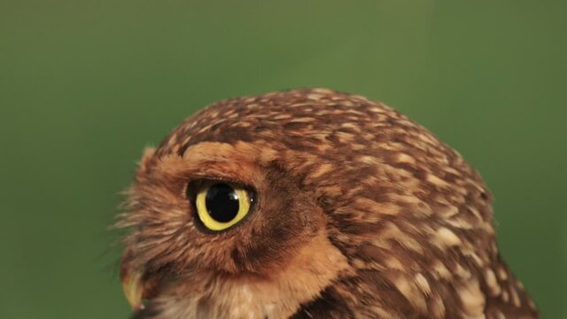 Burrowing owl adult face portrait, moving head up and down while eating mice 60 fps