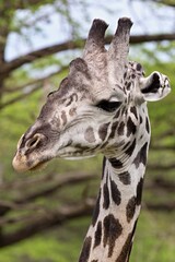 Masai Giraffe (Giraffa camelopardalis). Nyerere National Park. Tanzania. Africa.