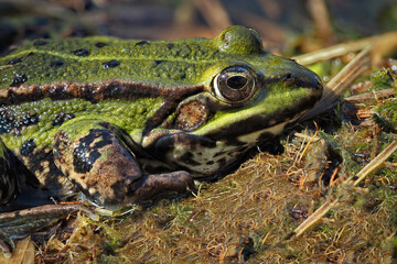grüner Wasserfrosch als Nahaufnahme in Seitenansicht, lat. rana, pelophylax
