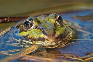 grüner Wasserfrosch in einem Teich, Nahaufnahme vom Kopf, lat. rana, pelophylax