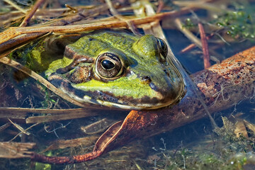 grüner Wasserfrosch in einem Teich, Nahaufnahme vom Kopf, lat. rana, peloyphylax