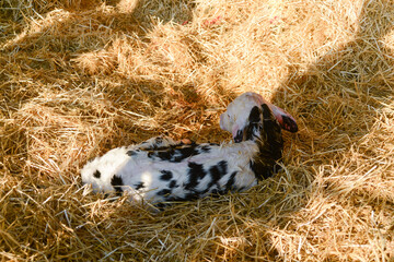 Portrait of a newborn Holstein calf lying on a straw © Augusto Mario Colombo/Wirestock
