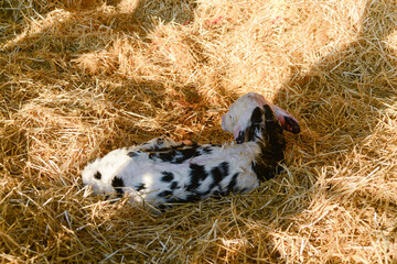 Portrait of a newborn Holstein calf lying on a straw