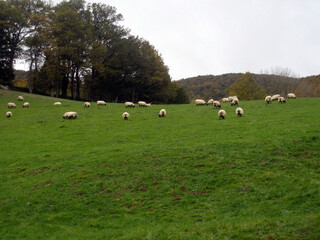 Sheep grazing in a meadow in the Ursario forest, near Orbaizeta in Navarra (Spain)