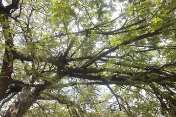 naturaleza colombiana