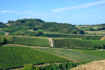 Green vineyards located on hills of  Jura French region ready to harvest and making red, white and special jaune wine, France