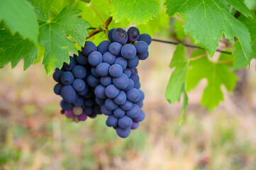 Green vineyards located on hills of  Jura French region, red pinot noir, poulsard or trousseau grapes ready to harvest and making red and white wine, France