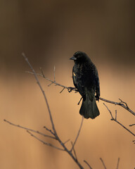 Red winged black bird at Hatchie national wildlife refuge in Tennessee