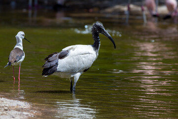 An African Sacred Ibis (Threskiornis aethiopicus) standing in the water next to a stilt.