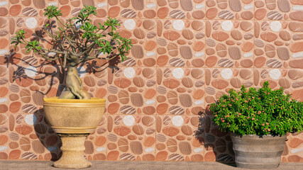 Fototapeta na wymiar Mock Azalea with Ixora plants are growing in stone pots on the floor with brown tile wall background