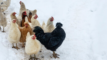Group of beautiful domestic white hens and black rooster are walking through snow on a snowy winter day.. Chicken farm concept.