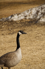 Canada Goose on the Ground